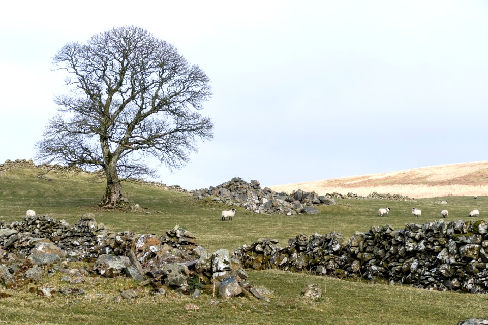 Sheep at Kilhern Farm
