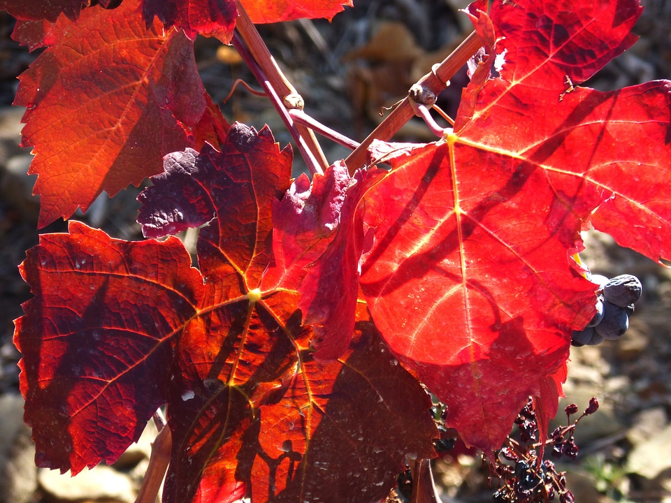 Priorat red backlight