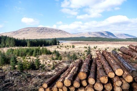 Timber stacks in front of vista towards the Merrick in Galloway Forest Park