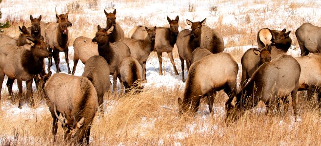 Elk in Rocky Mountain National Park photo