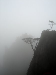 The rock is hard but the tree stubborn photo