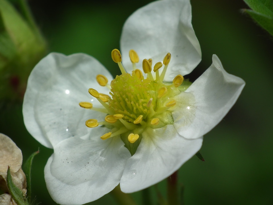 Strawberry flower flower white strawberry