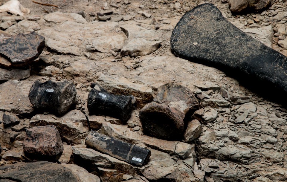 Cleveland-Lloyd Dinosaur Quarry, Utah