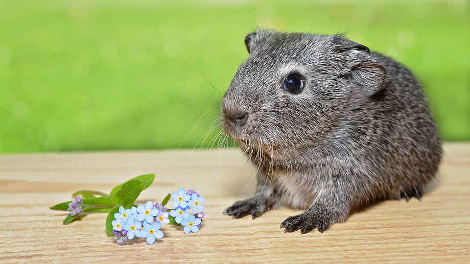 Black and white agouti silver nager