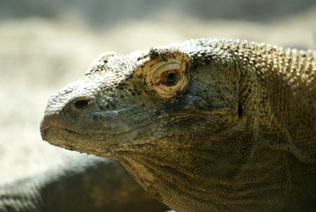 komodo dragon