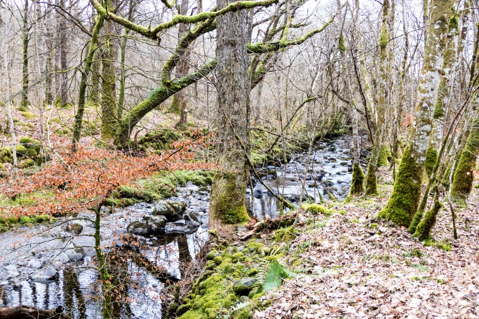 Garroch Burn in woodland near St Johns Town of Dalry
