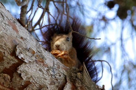 Red Squirrel