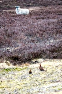Sheep and grouse on Stake Hill