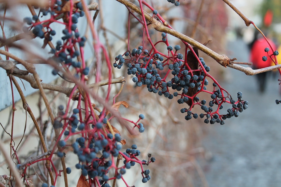 Vine blueberries branches