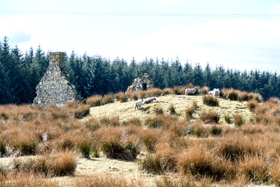 Farm ruins at Derry on Southern Upland Way