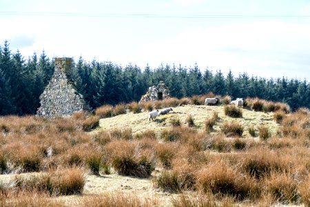 Farm ruins at Derry on Southern Upland Way photo