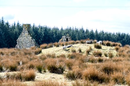 Farm ruins at Derry on Southern Upland Way