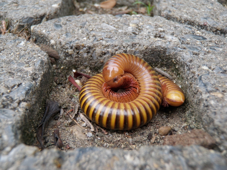 Animal centipede wildlife