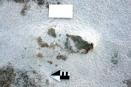 Fossilized track