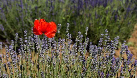 Papavero e lavanda