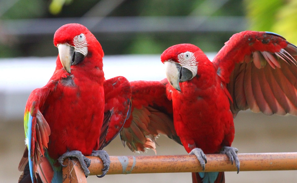 Animal red venezuela