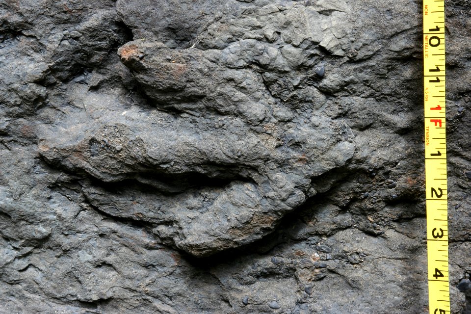 Theropod trackway