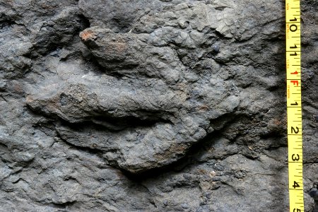 Theropod trackway