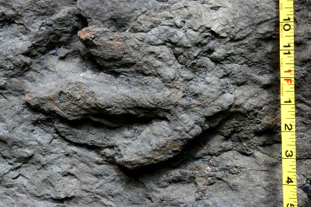 Theropod trackway photo