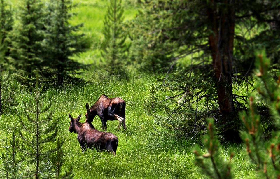 2 Moose in Rocky Mountain NP