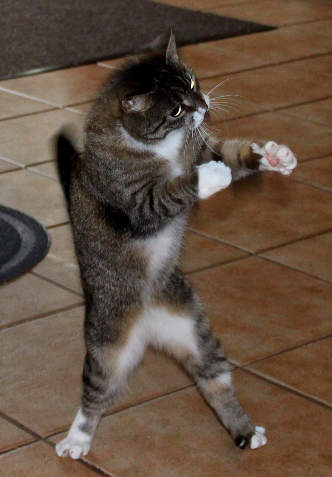 C'mon Doggie, Let's Go! I'm ready!