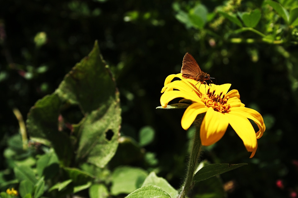 Green nature flowers