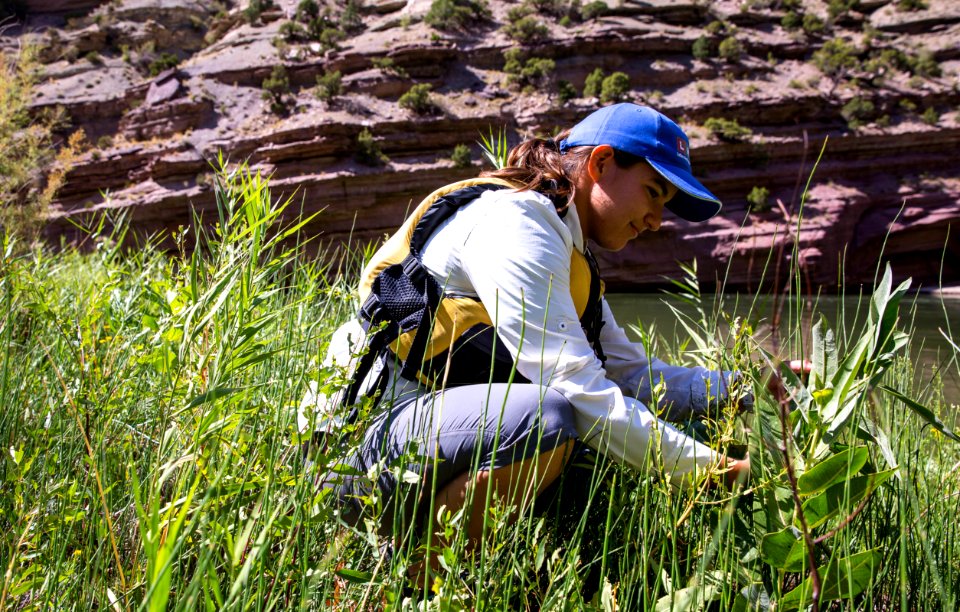 Dinosaur National Monument Monarch Survey