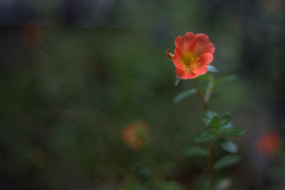 Moss rose purslane