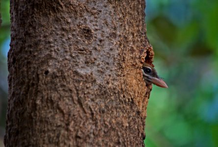 Watchful