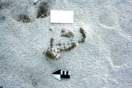 Fossilized track