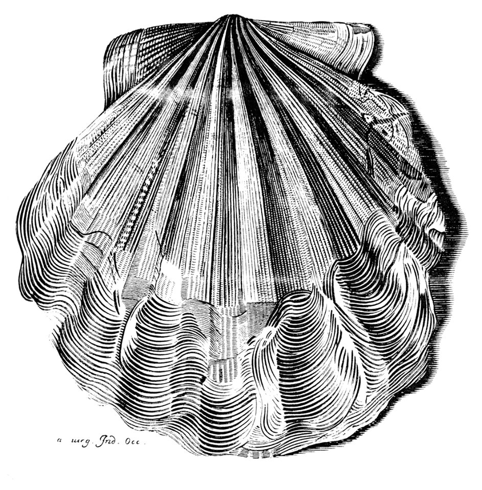 figure of Chesapecten jeffersoniuser