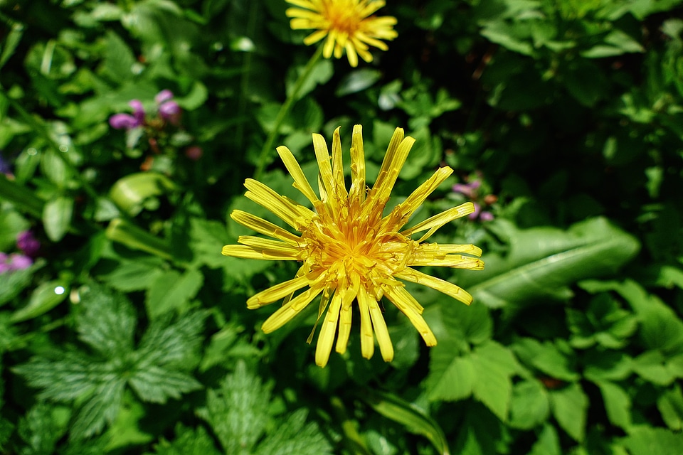 Yellow nature garden