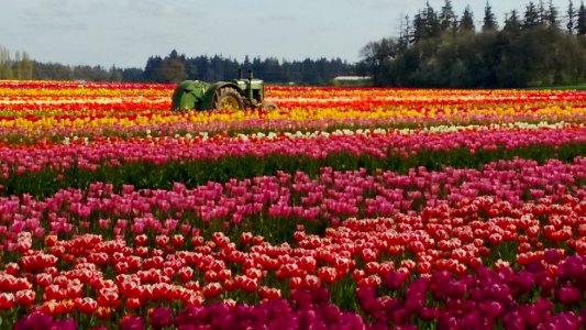 Tulip Tractor