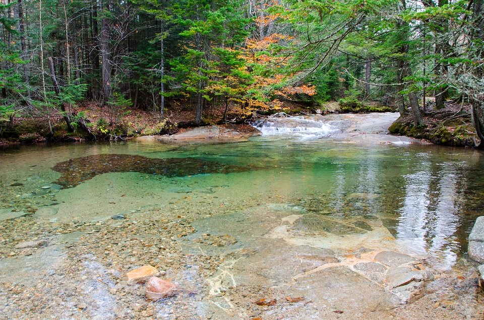 White forest park