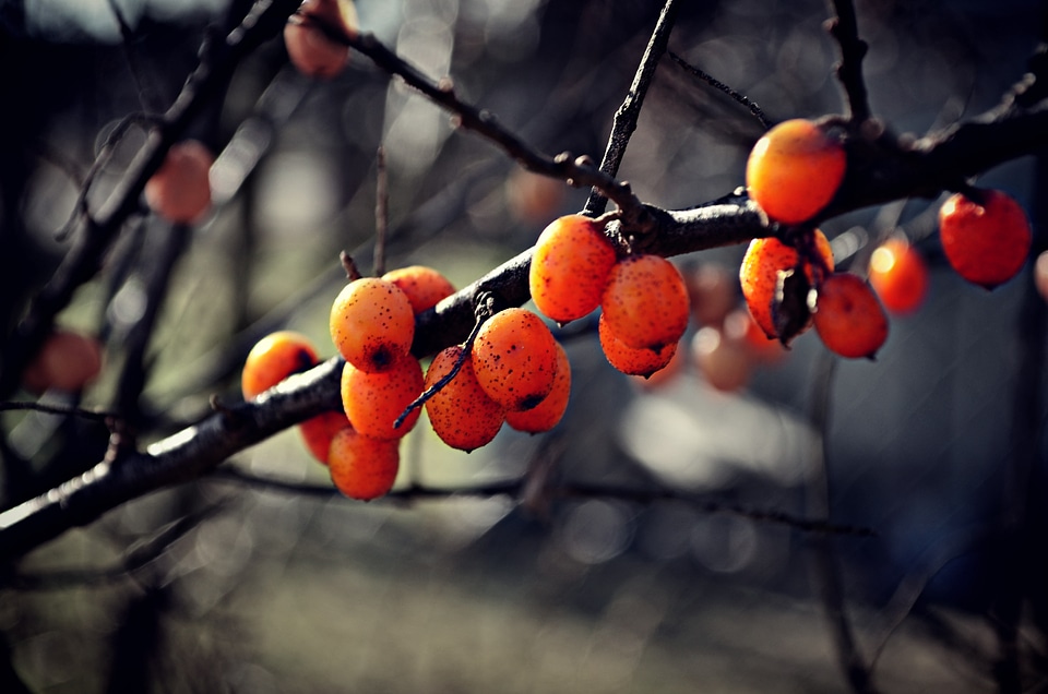 Nature branch fruits