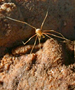 A cave-adapted harvestman in Mammoth Cave National Park.