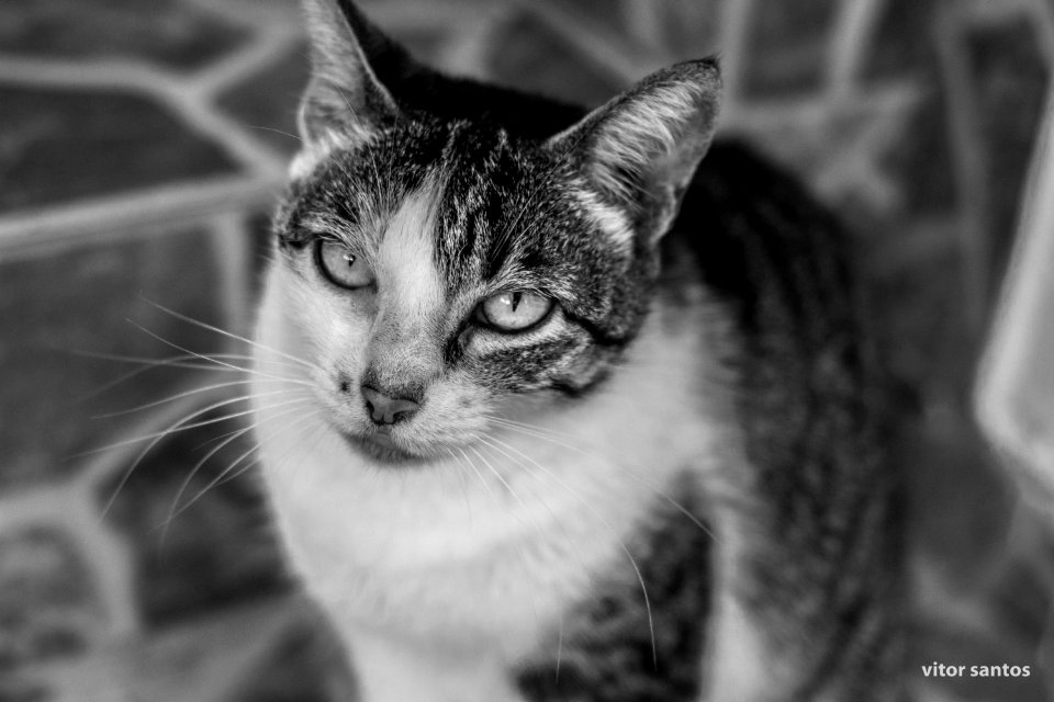DSC 5176