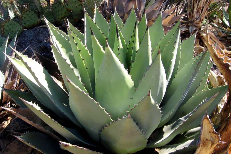 Saguaro National Park. NPS photo.