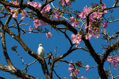 Yellow-billed Cotinga