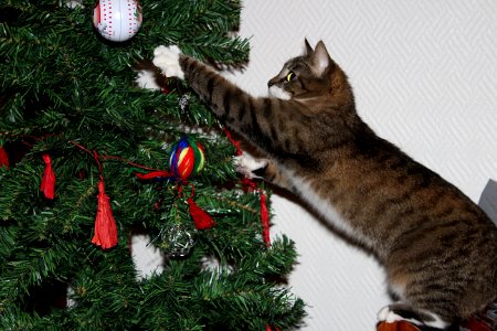 I must help the humans remove that beautiful ball...!! photo