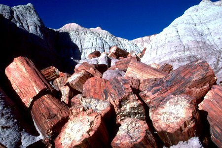 Petrified wood photo