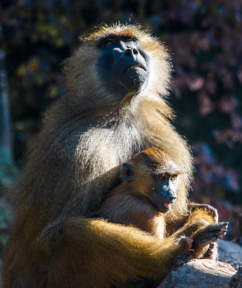 Monkey portrait portrait sit
