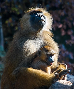 Monkey portrait portrait sit