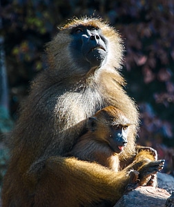 Monkey portrait portrait sit photo