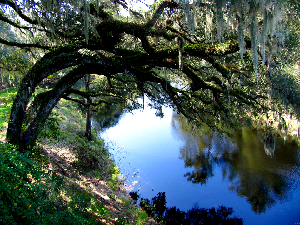 Live Oaks on river bank