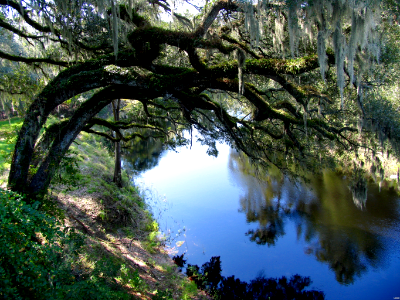 Live Oaks on river bank photo