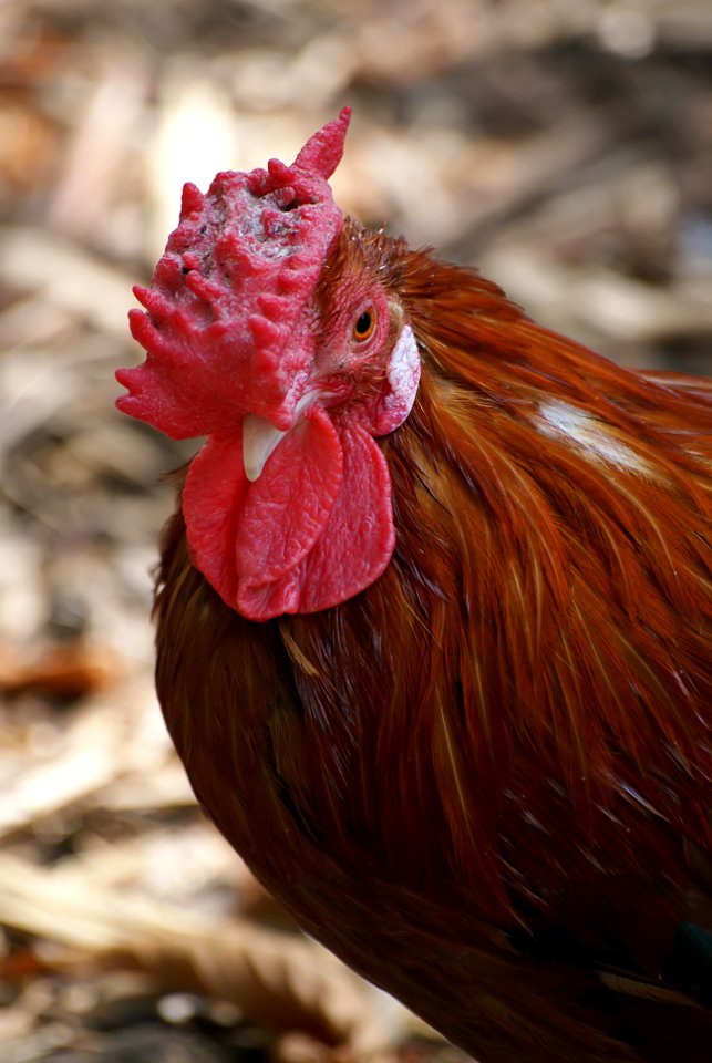 Rooster