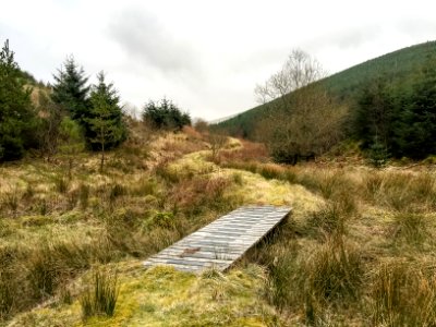 Path into Coom Rig Forest photo