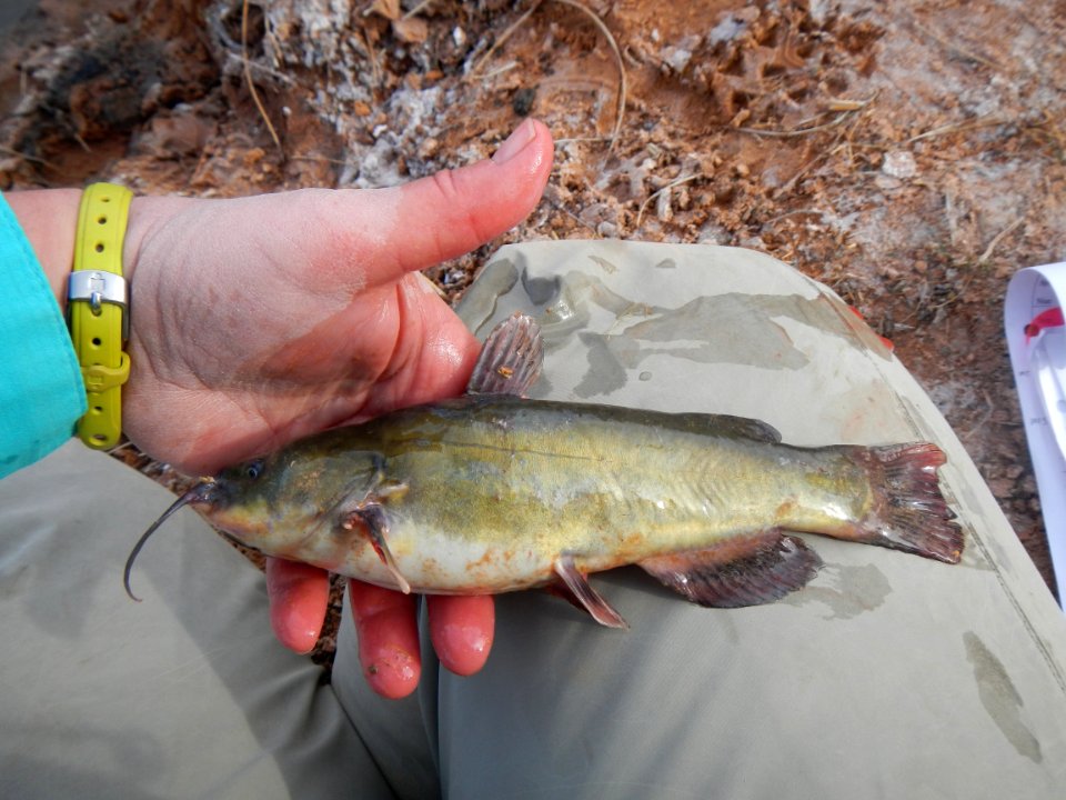 Black Bullhead captured near Wolfe Ranch Salt Wash (2)