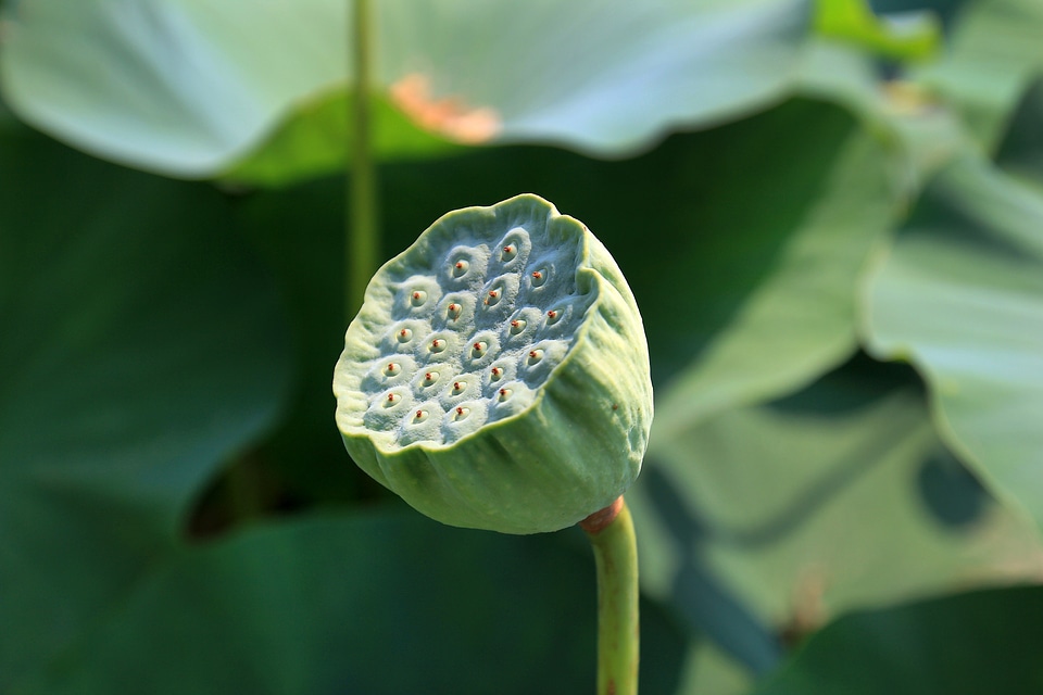Plant flower tropical